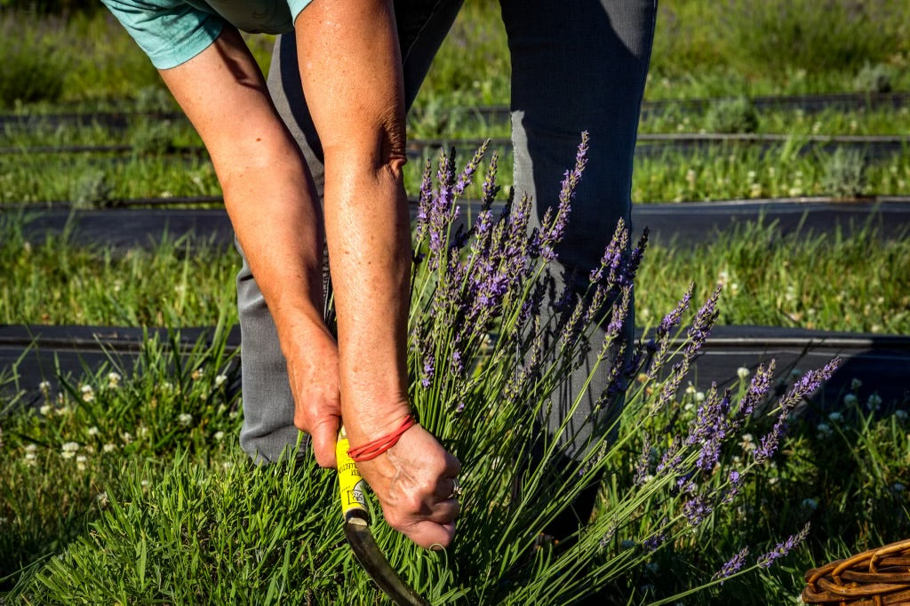 lavender essential oil