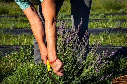 Lavender Essential Oil